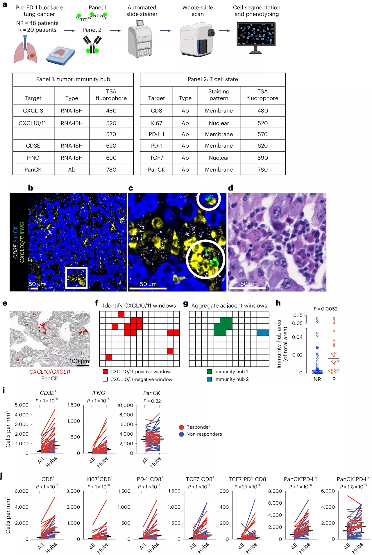 Q&A: Stem-immunity hubs associated with response to immunotherapy