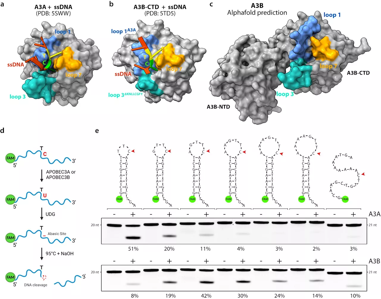 Research team discovers role of key enzymes that drive cancer mutations