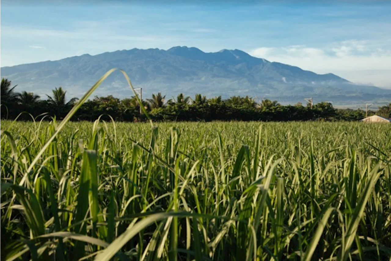 WTO hikes sugar quota allocation for PH