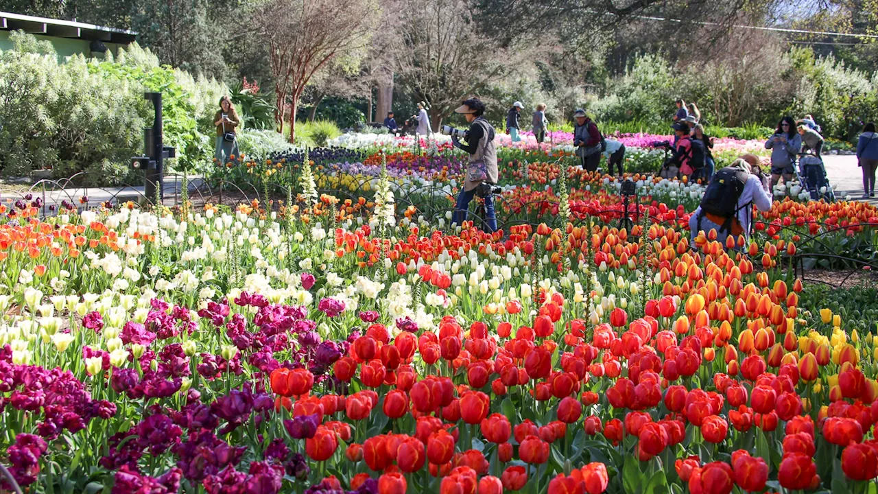 Here are nearly 30,000 reasons to visit this peak tulip bloom right now