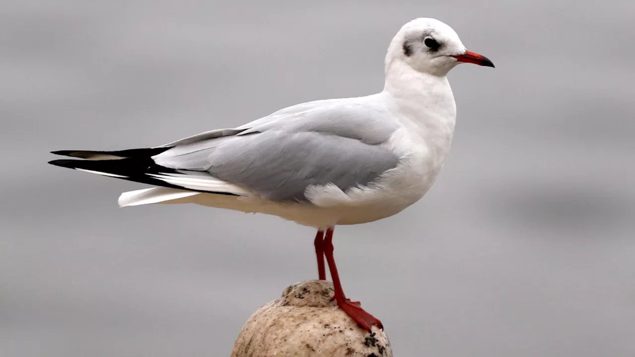 Avian flu suspected after birds found dead on Nahant beach, officials say