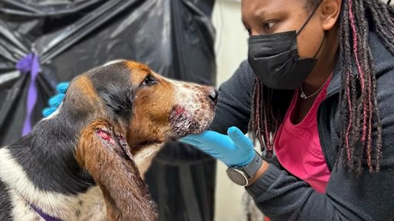 Local dog recovers from gunshot wound as ACS appeals for leads