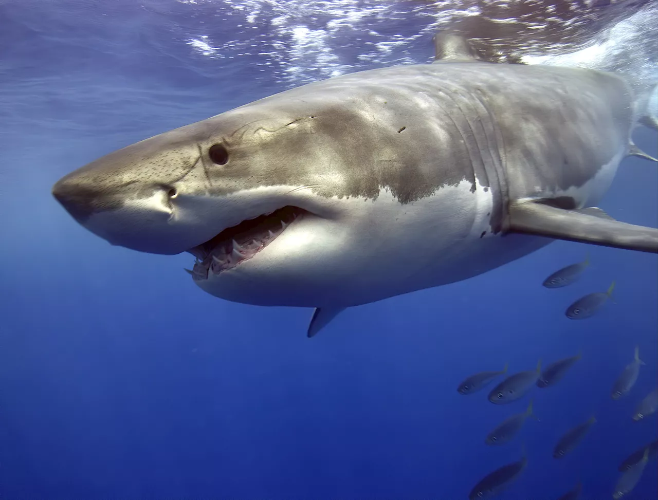 10-Foot Great White Shark 'Penny' Detected Near Florida's Fort Myers Beach