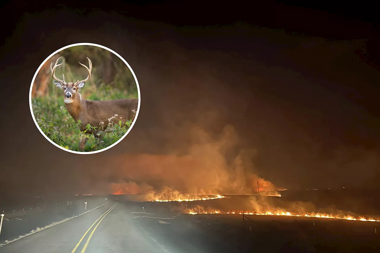 Warning to Texans Against Feeding Wildlife in Wake of Panhandle Fires