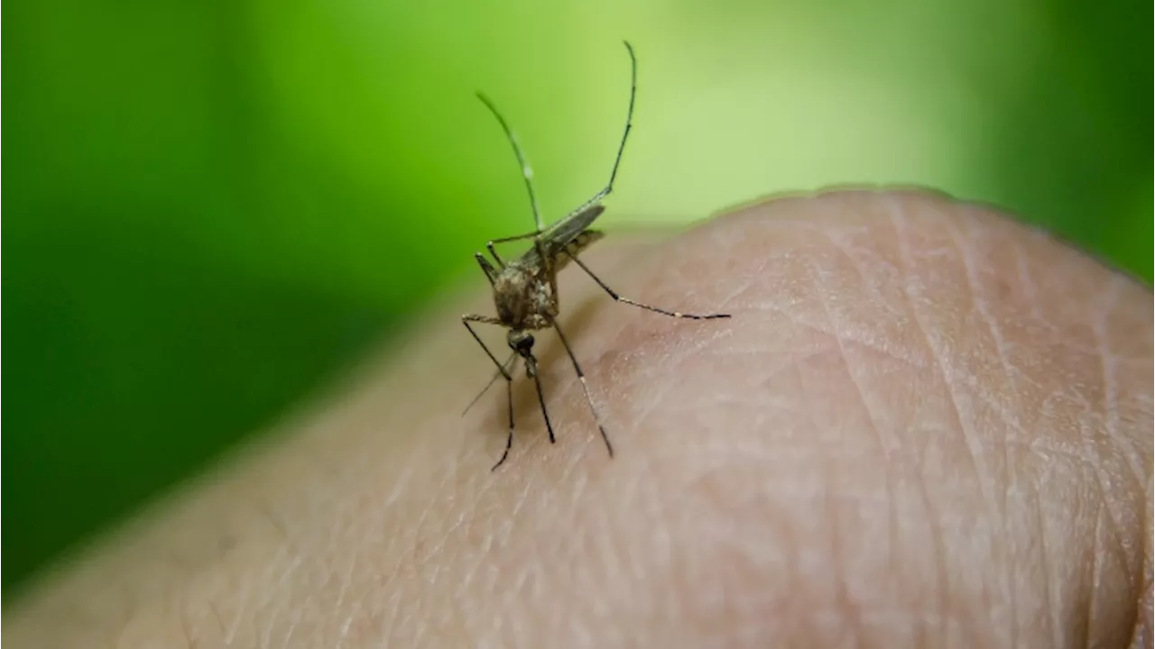 Zanzare: dopo la malaria, in Italia arriva la chikungunya