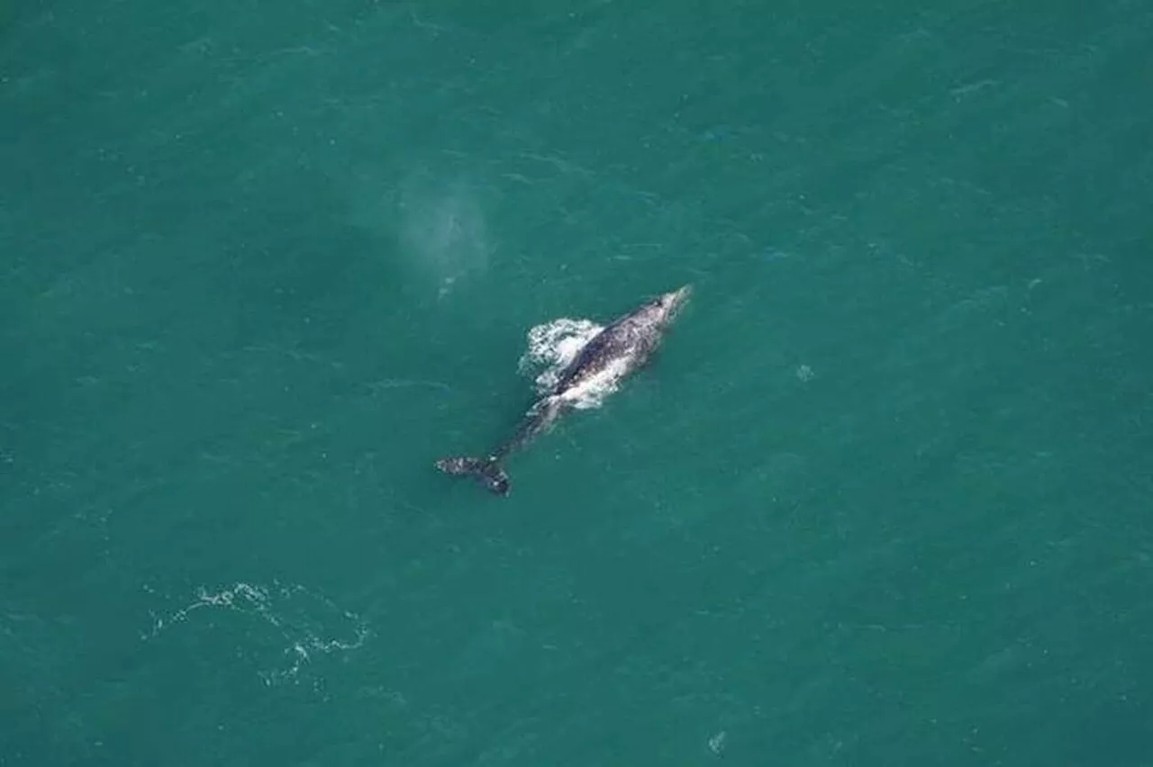 Cette espèce de baleine disparue depuis 200 ans réparait dans l’océan Atlantique