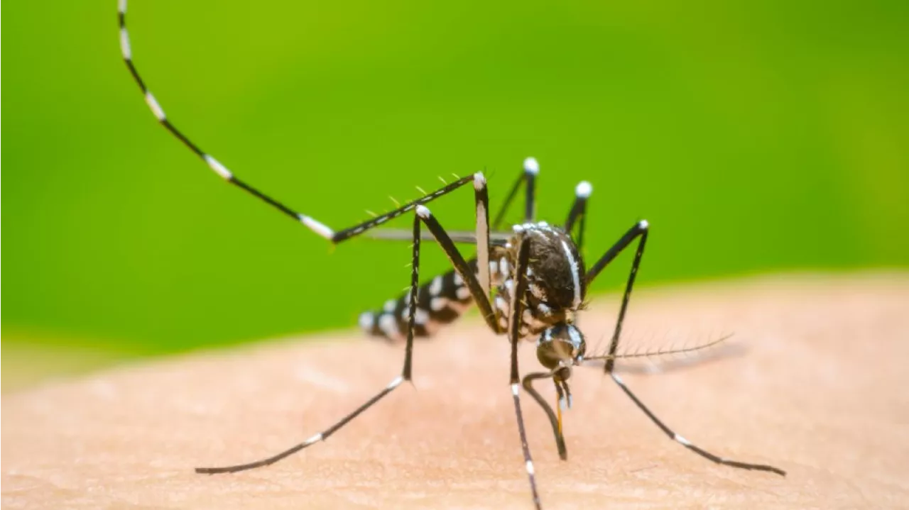 Pico histórico de dengue: se registran más de tres muertes por día y hay guardias colapsadas