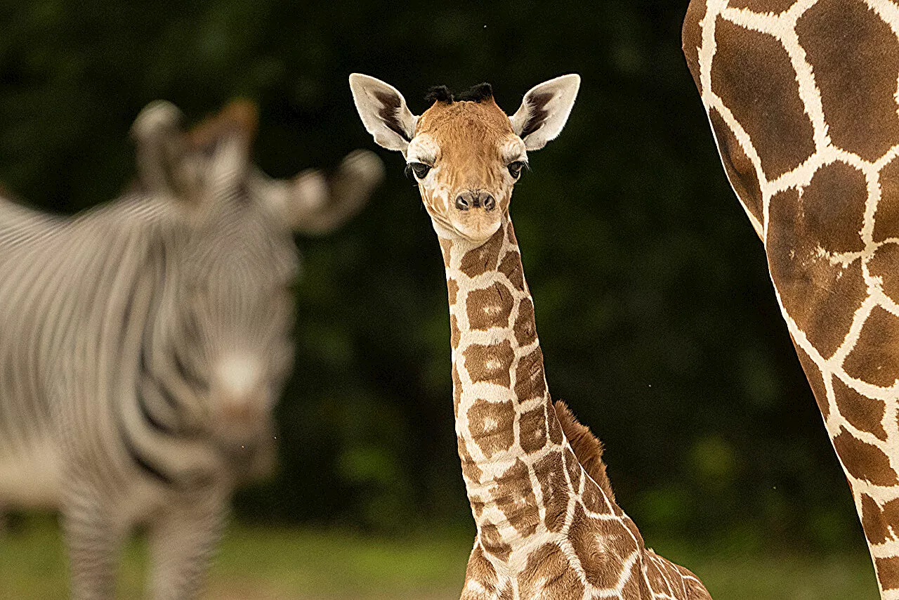 Baby giraffe dies of a broken neck at Zoo Miami