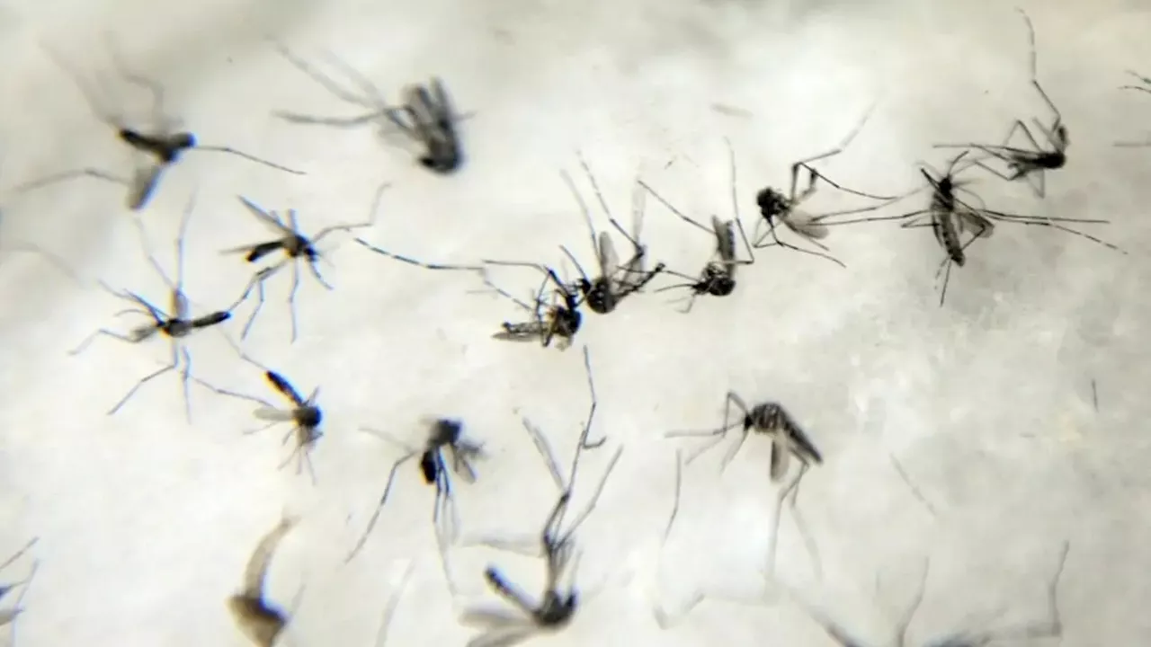 Brasil passa de 1,8 milhão de casos de dengue em 2024 e bate recorde histórico