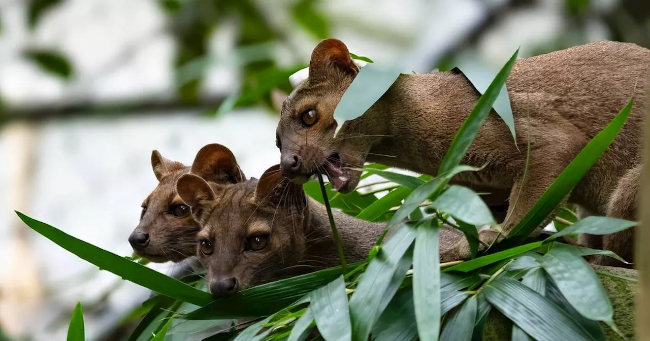 Zoo Duisburg: Fossa-Jungtiere erstmals zu sehen