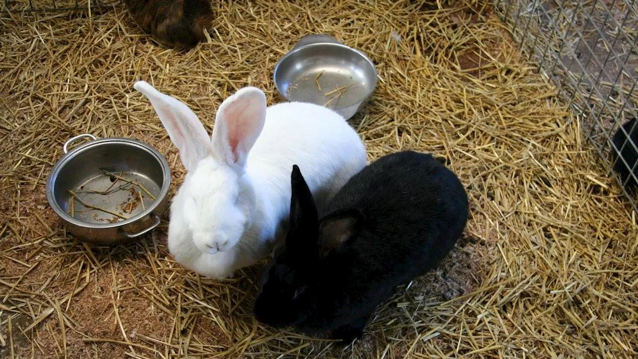 Massaker in niederländischem Streichelzoo - Neunjähriger erdrosselt Kaninchen und Meerschweinchen