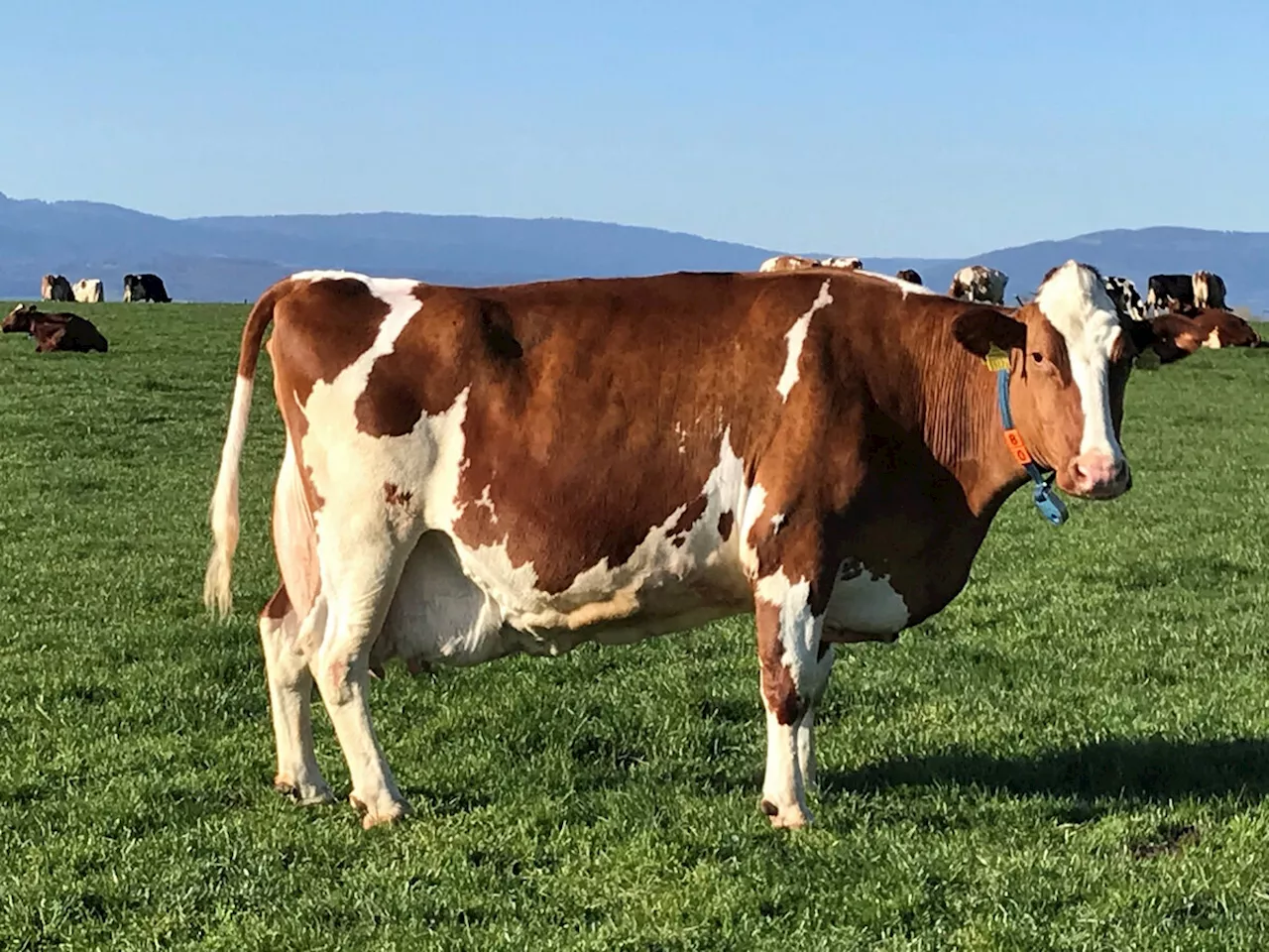 Bereits 205’676 Kilo Milch für Pauline