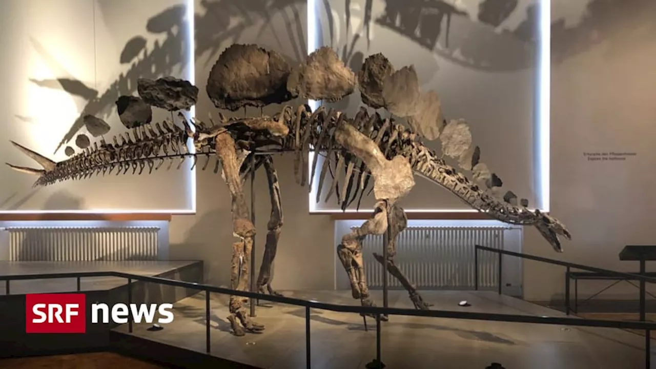 Naturhistorisches Museum - Die Universität Zürich stellt vier neue Dinos aus