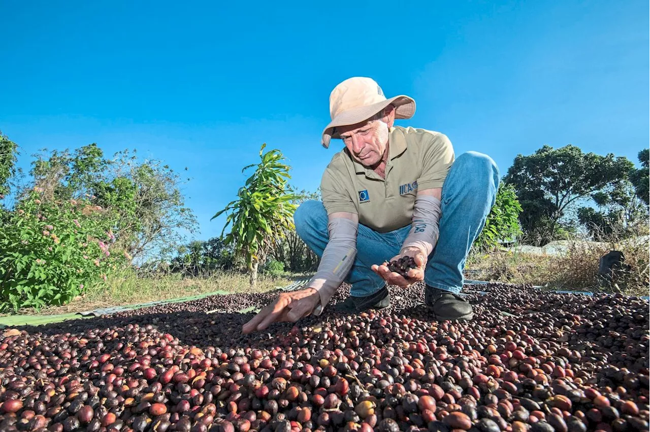 Coffee farmers innovate to adapt to climate change