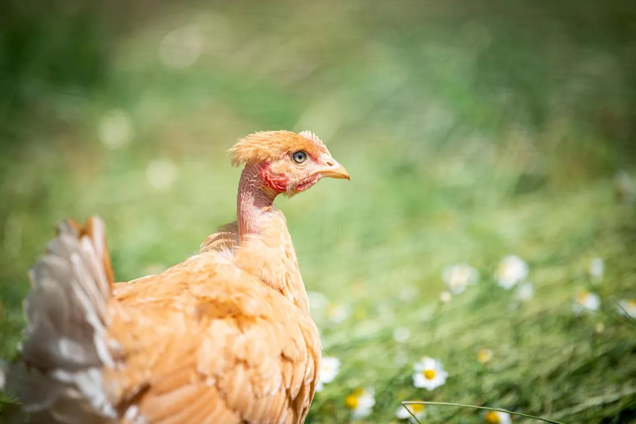 Landes : le groupe Maïsadour distingué à sept reprises au Concours général agricole du Salon de l’agriculture