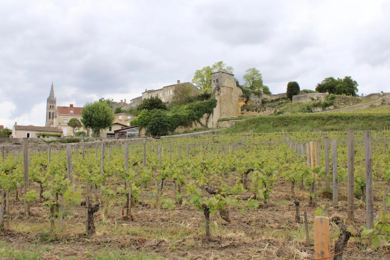 Saint-Émilion : le classement de 2012 légitimé après onze ans de procédure