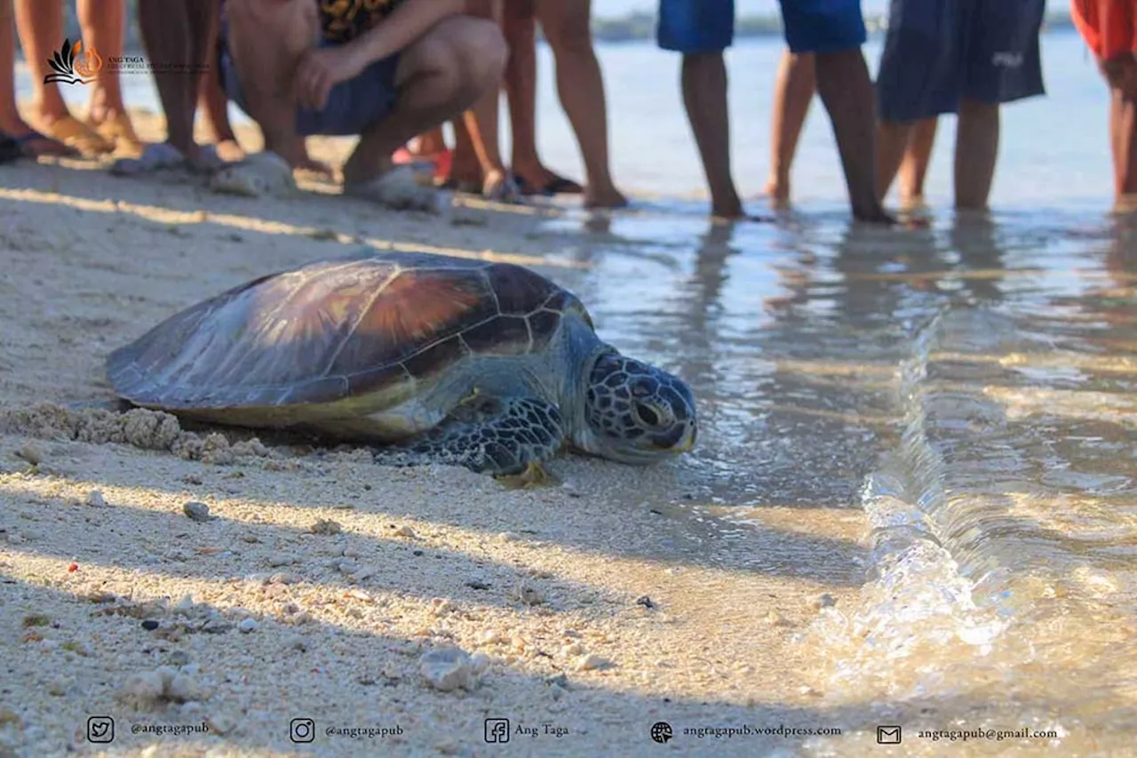 Endangered green sea turtle ‘Liit’ released back to sea