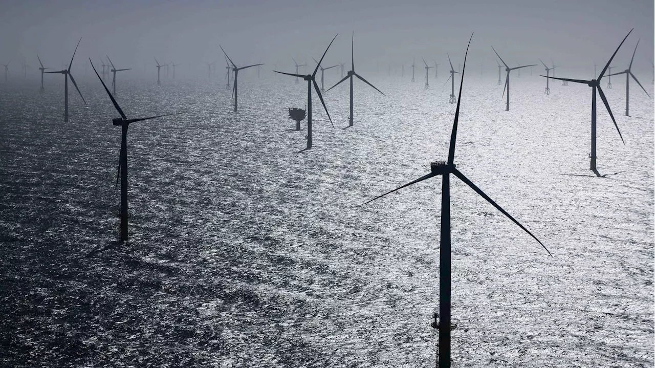 „Eine internationale Premiere“: Niederlande stellen Windräder zum Schutz von Zugvögeln kurzzeitig ab