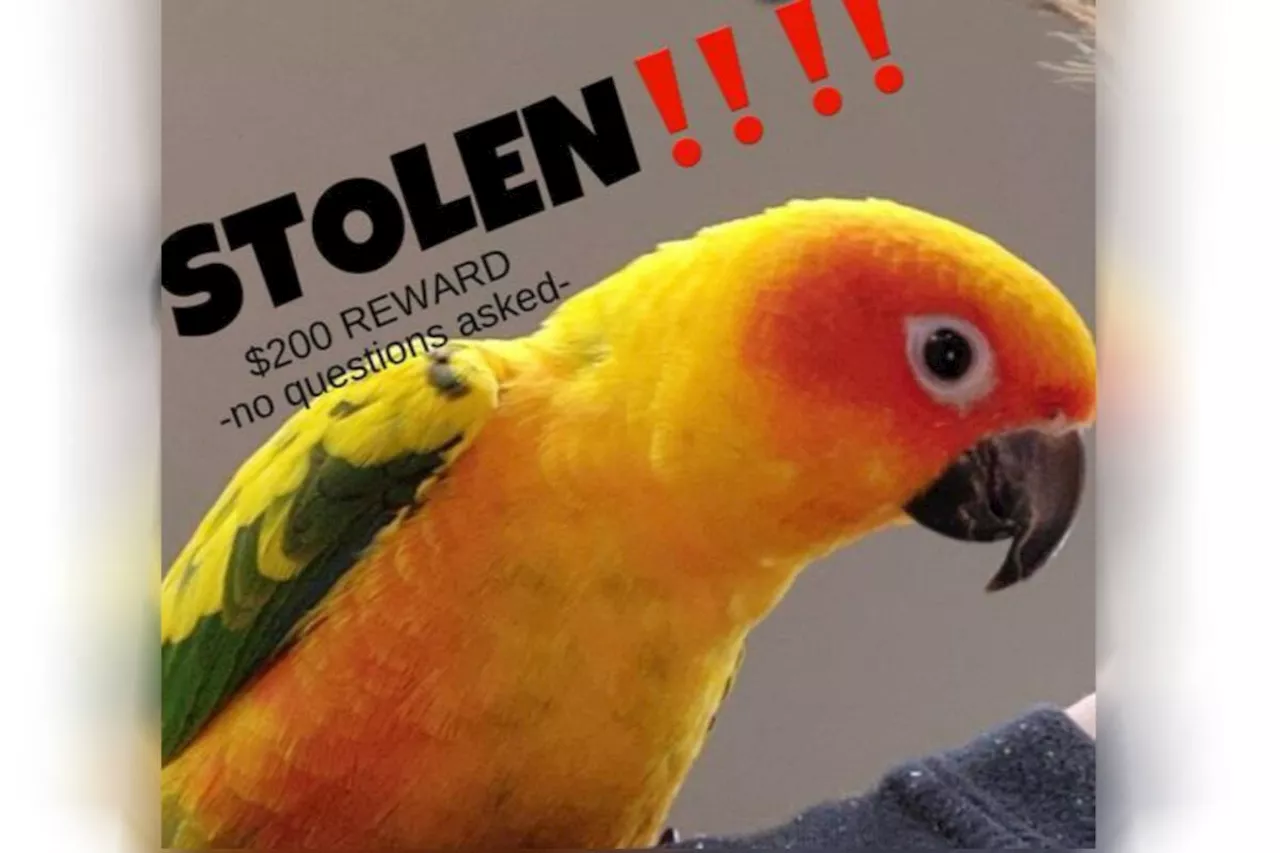 $1,800 parrot stolen from Salmon Arm pet store