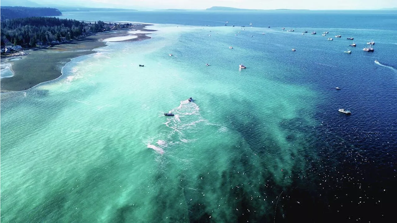 Herring fishery is wrapping up around Vancouver Island