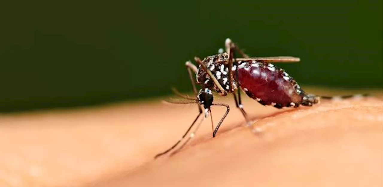 Brasil tem 1,8 milhão de casos de dengue em 2024 e bate recorde histórico