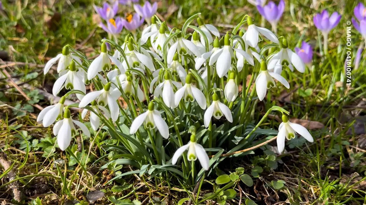 Frühlingsanfang 2024 Bilder: Erwecke die Schönheit des Frühlings zum Leben!