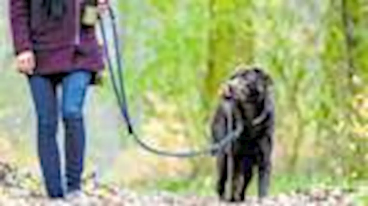 Leinenpflicht: Ärger über uneinsichtige Hundebesitzer in Schönebeck