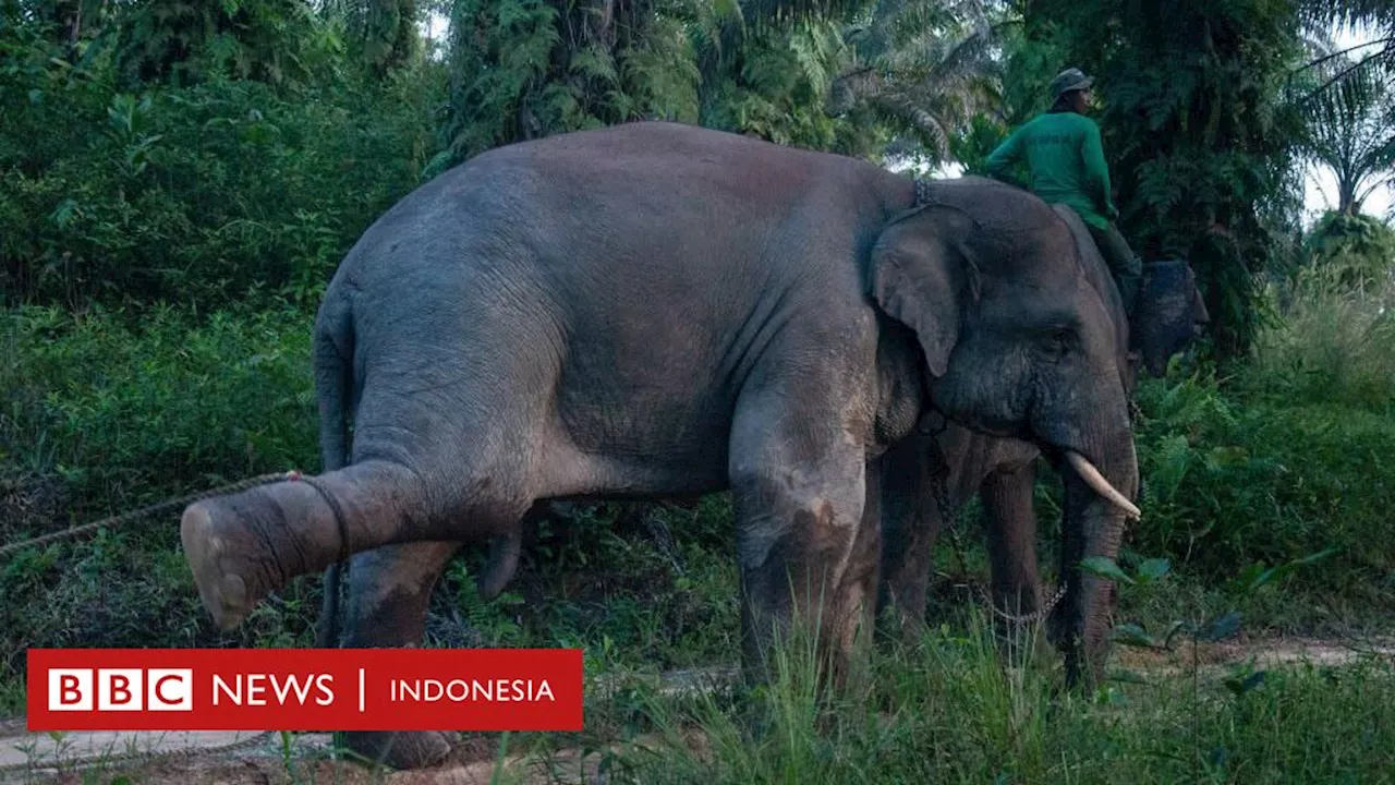 Konflik manusia dan gajah di Jambi: Gajah sumatera ‘kian terjepit’ imbas hutan beralih jadi kebun sawit