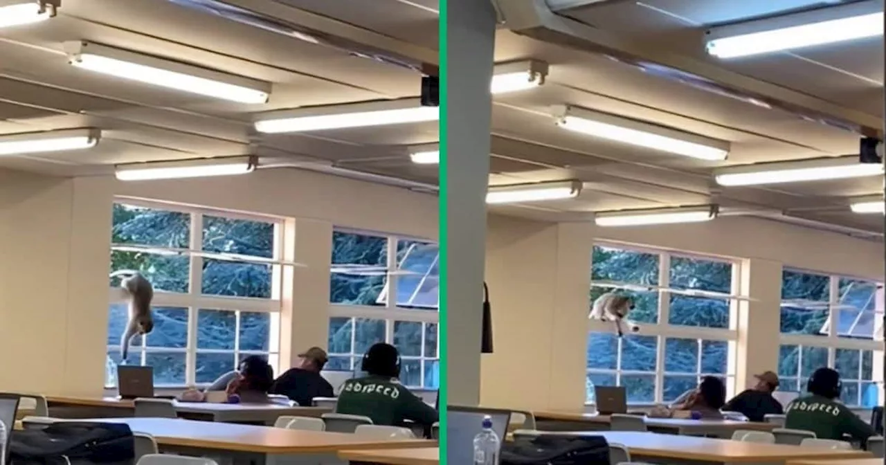 Primate Entertains Students by Eating on Lady's Desk