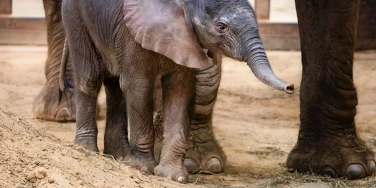 Toledo Zoo welcomes baby elephant