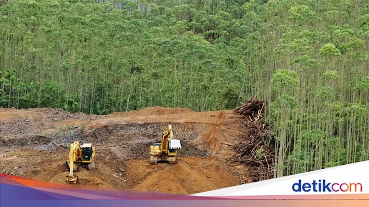 Proyek IKN Diklaim Tidak Babat Hutan Kalimantan, Ini Penjelasannya