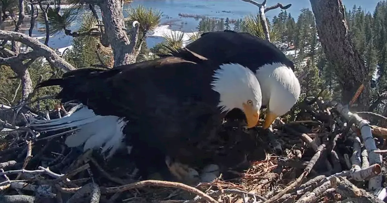 Eagle Parents in California Captivate Audiences with Live Nest Cam