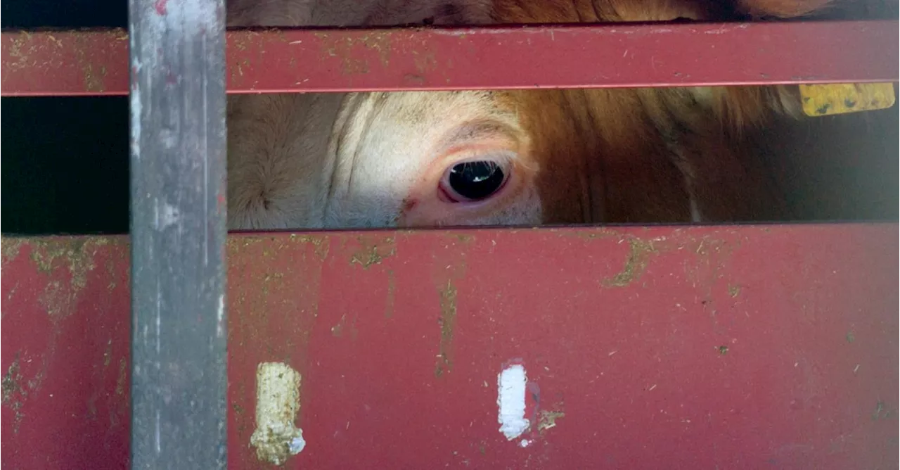 De Belgiëroute: hoe de Nederlandse vee-industrie gewonde en zieke dieren in onze slachthuizen dumpt