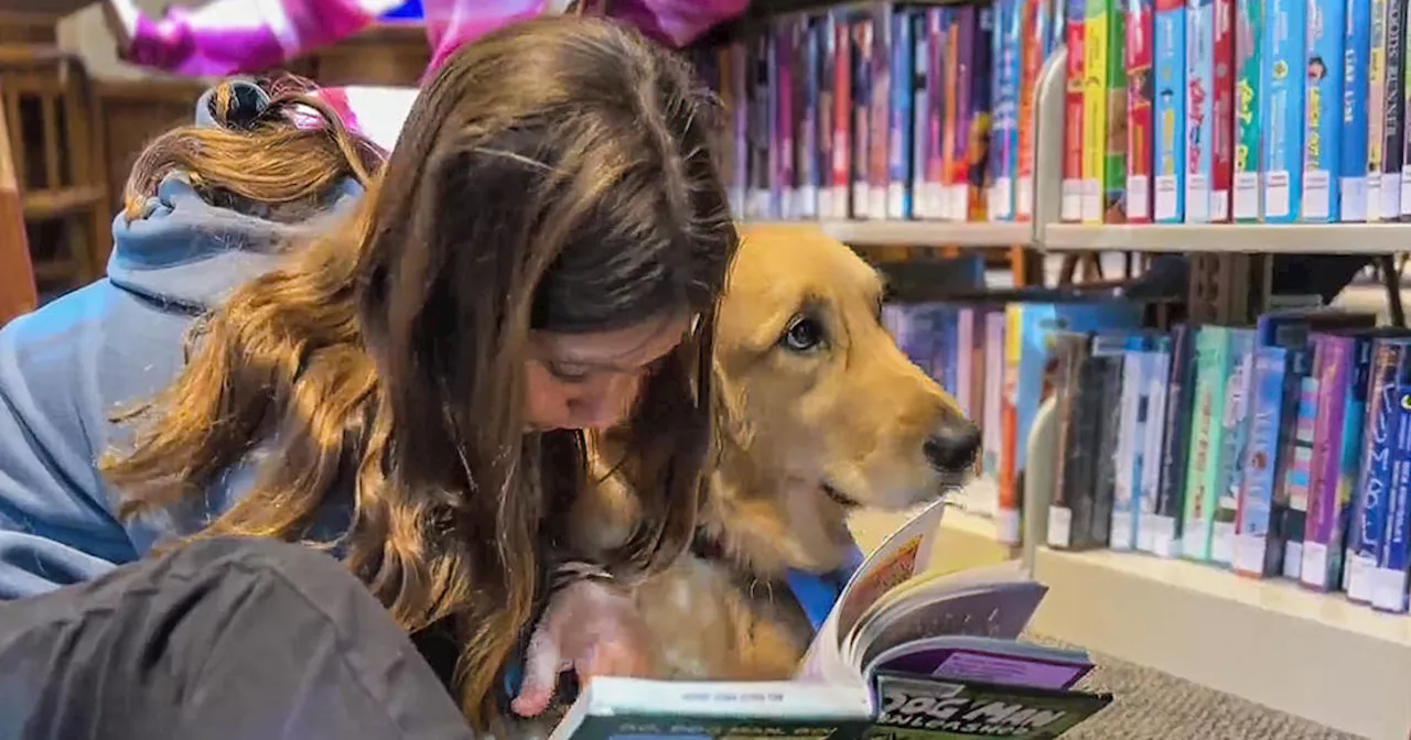 Attentive therapy dogs help kids in Marin County build confidence reading aloud