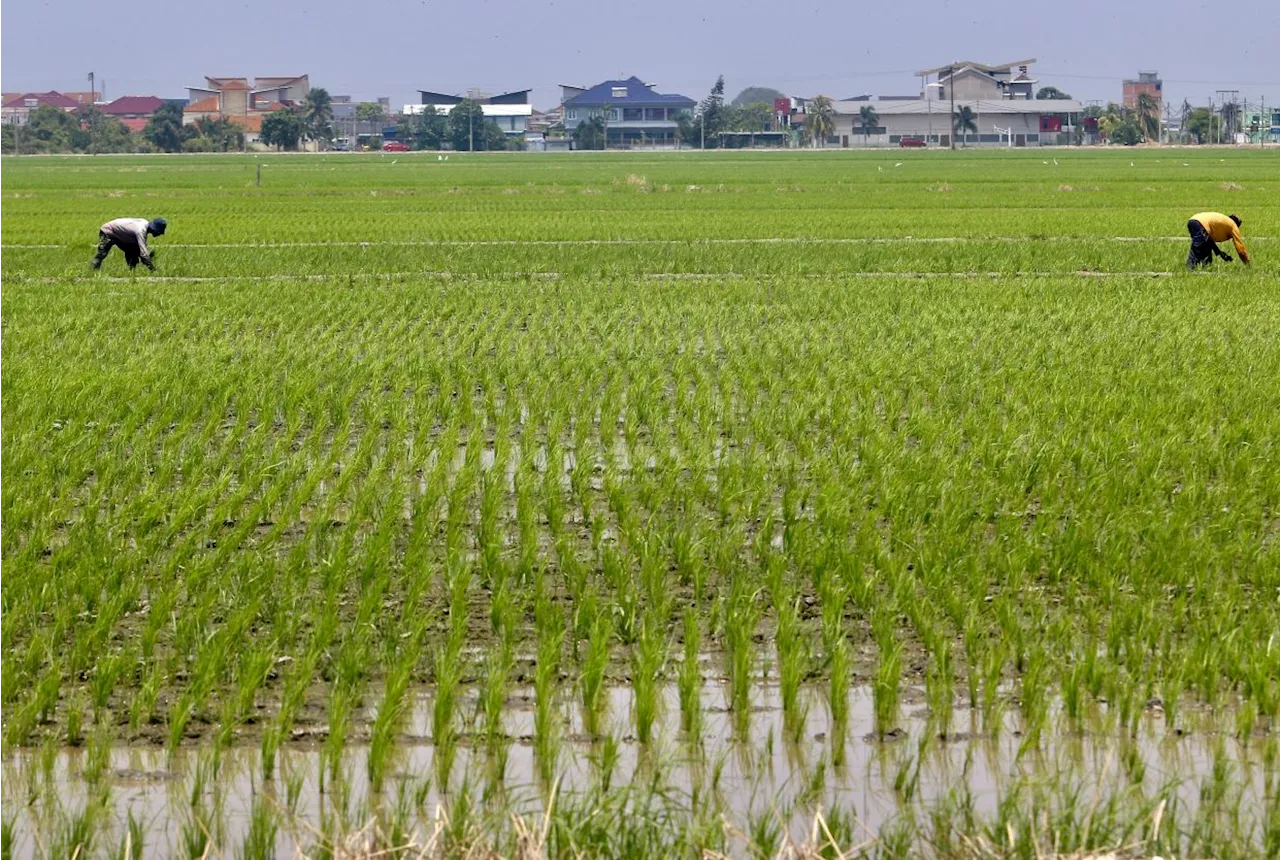 Agriculture Ministry Holds Engagement Session with Padi and Rice Industry Stakeholders