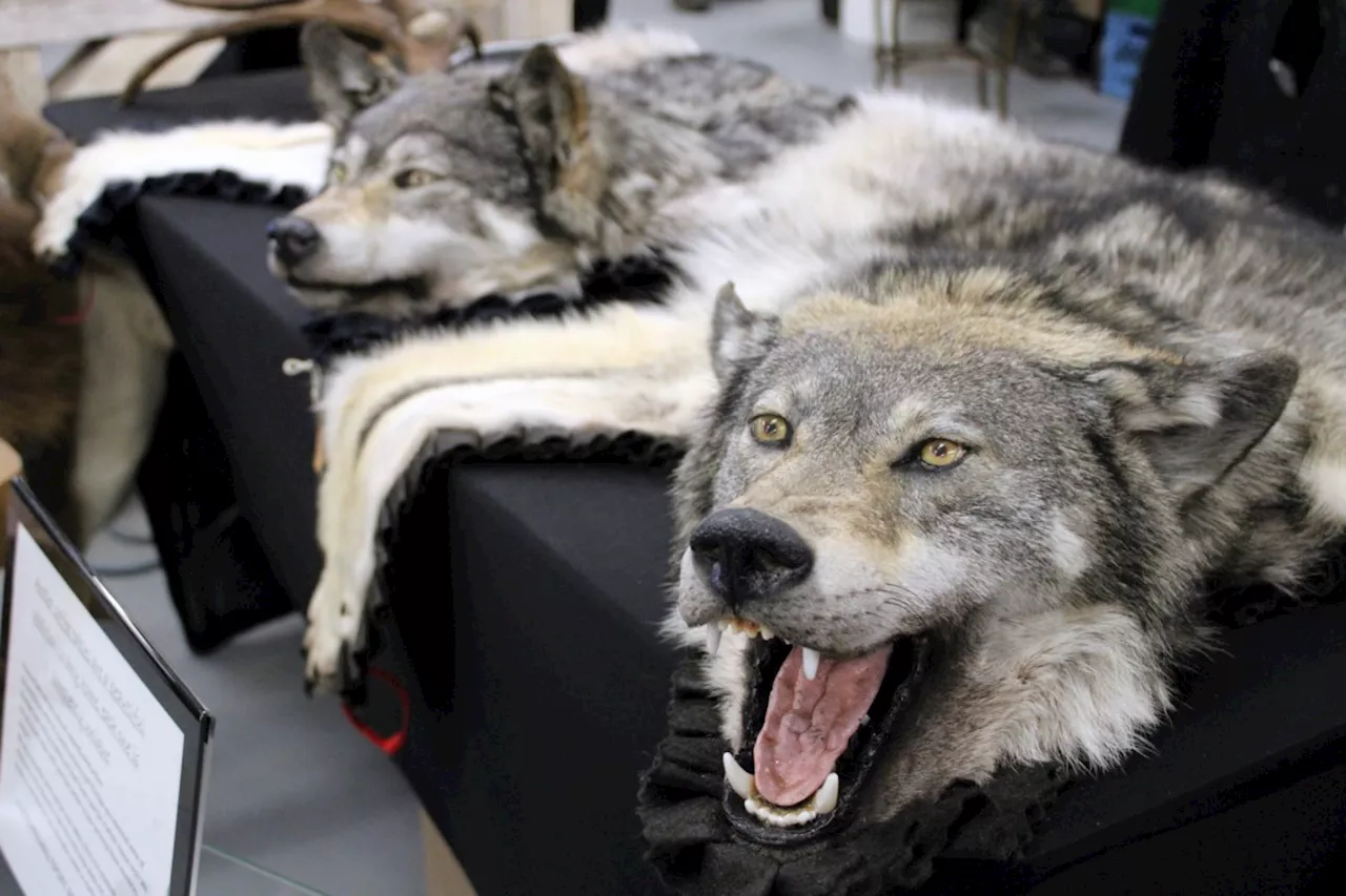 Northwestern Fur Trappers Association looking to the future