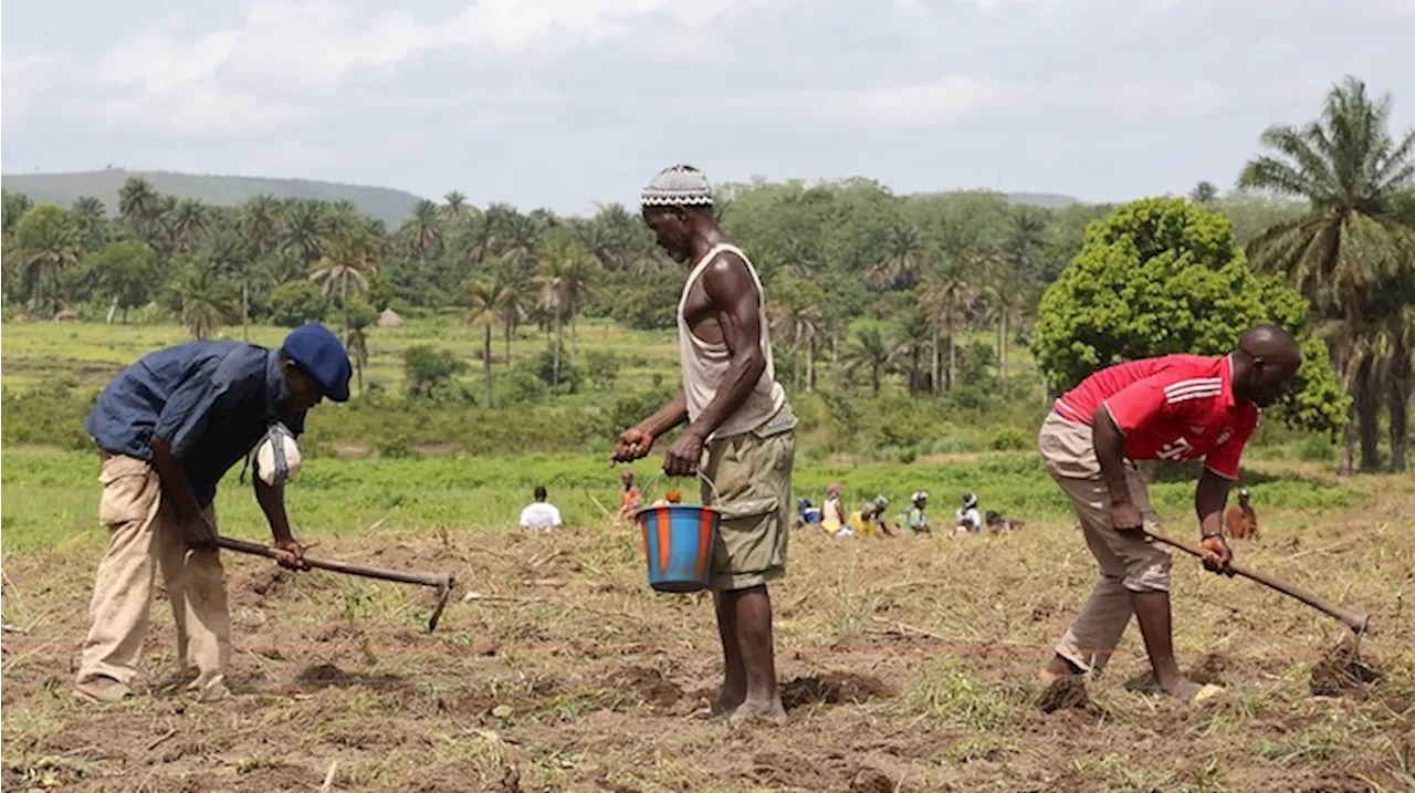 Nigeria: Farmers forced to pay ‘harvest levies’ to bandits, report says