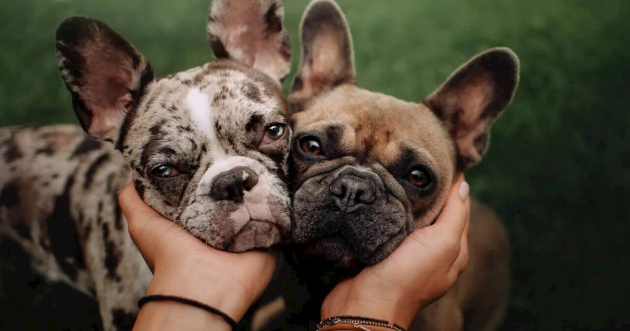 American Kennel Club reveals the most popular dog breeds in the U.S.