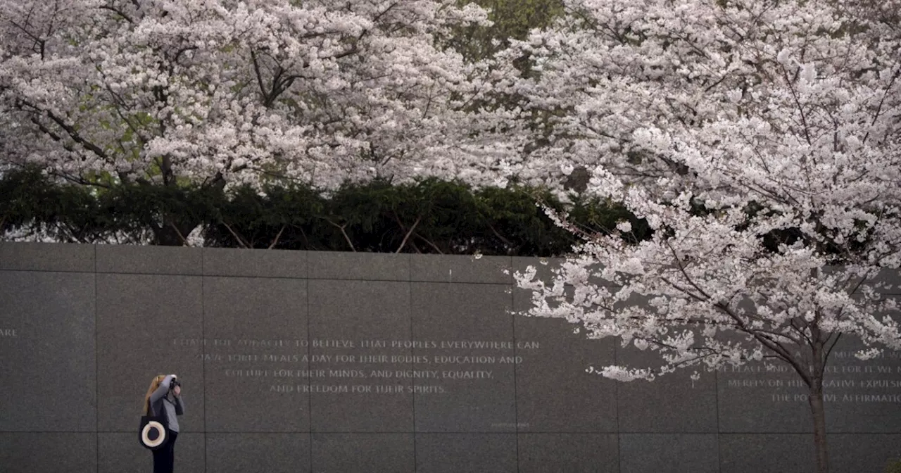 Early blooms in DC as National Cherry Blossom Festival begins