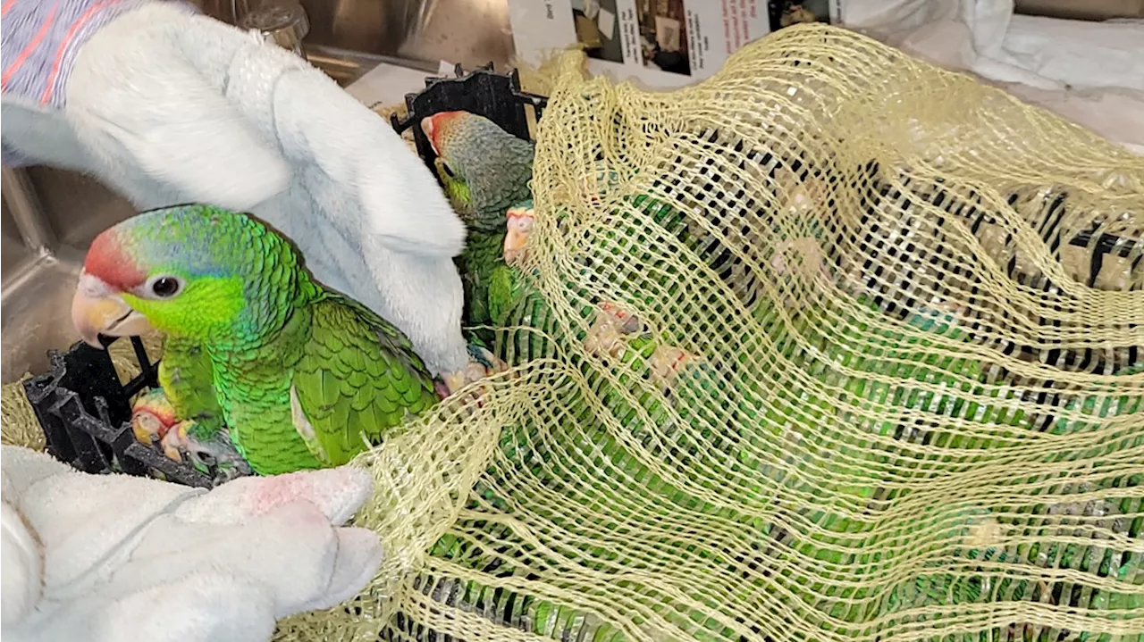 27 Amazon parrots seized at Arizona port of entry