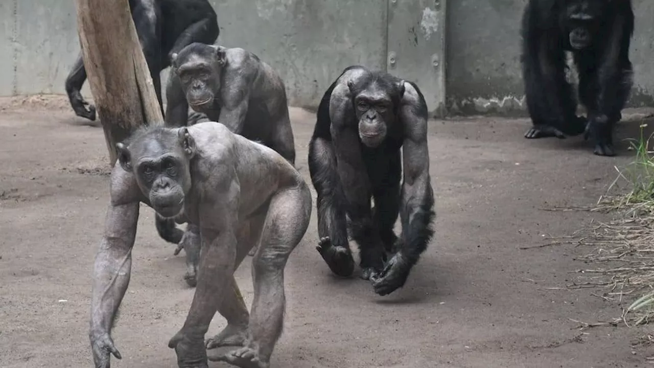 Schimpansen in Magdeburger Zoo reissen sich alle Haare aus