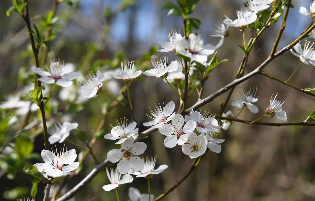 Printemps : Cette saison ne commencera plus le 21 mars avant plusieurs décennies, mais pourquoi ?