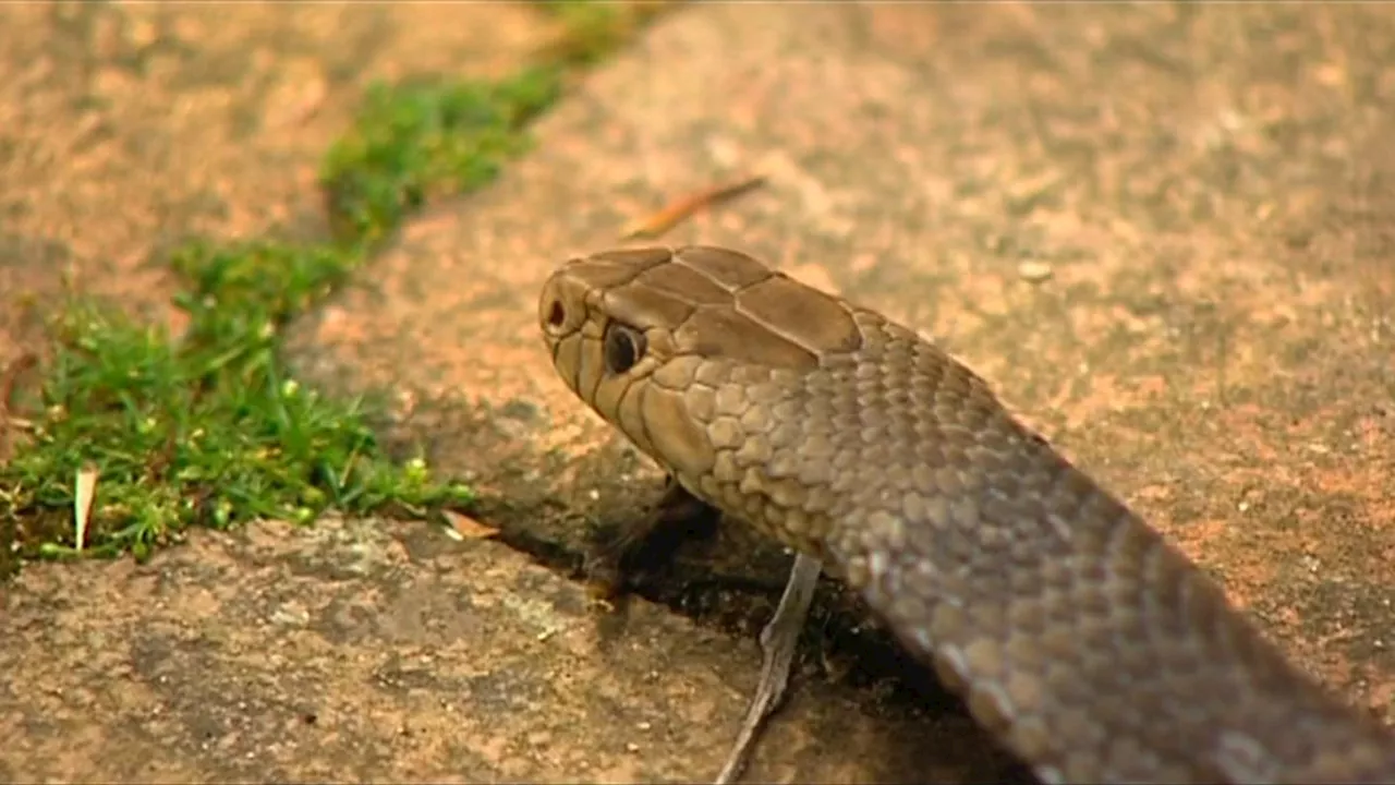 Queensland father Jerromy Brookes dies after multiple snake bites in Deeragun, Townsville