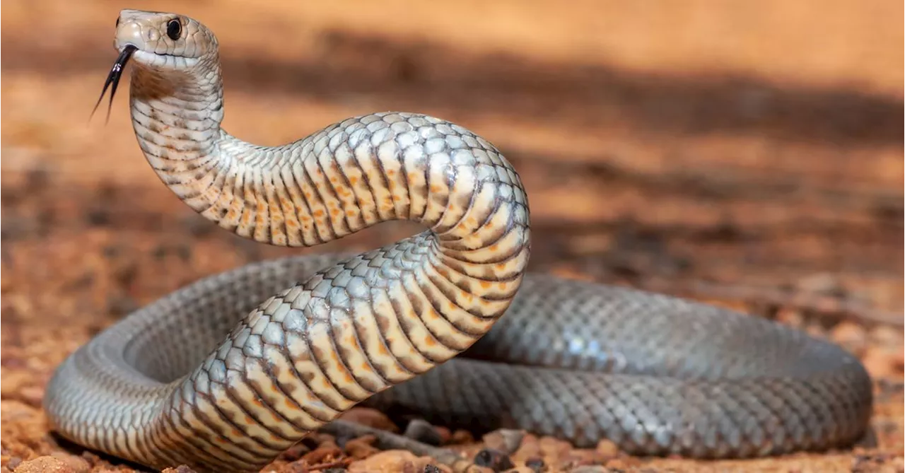 Man dies attempting to remove an Eastern brown snake from childcare centre near Townsville