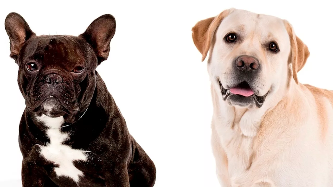 American Kennel Club reveals most popular dog breeds