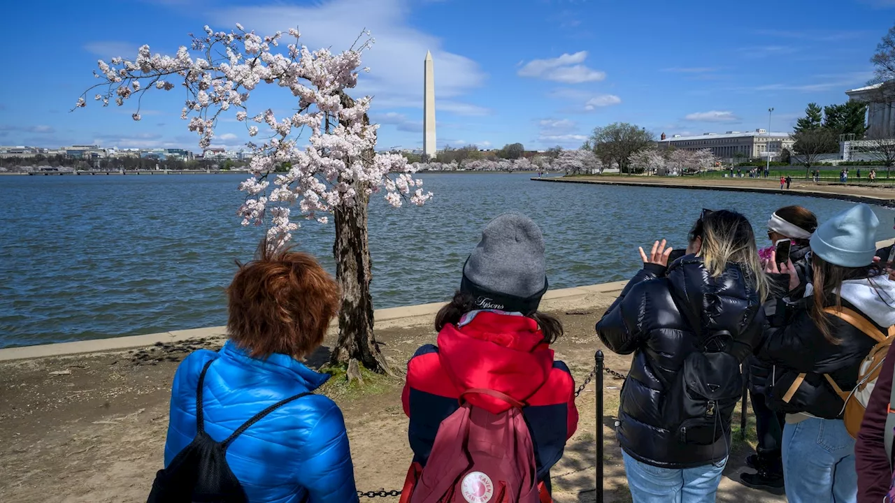 How climate change is affecting DC's iconic cherry blossoms