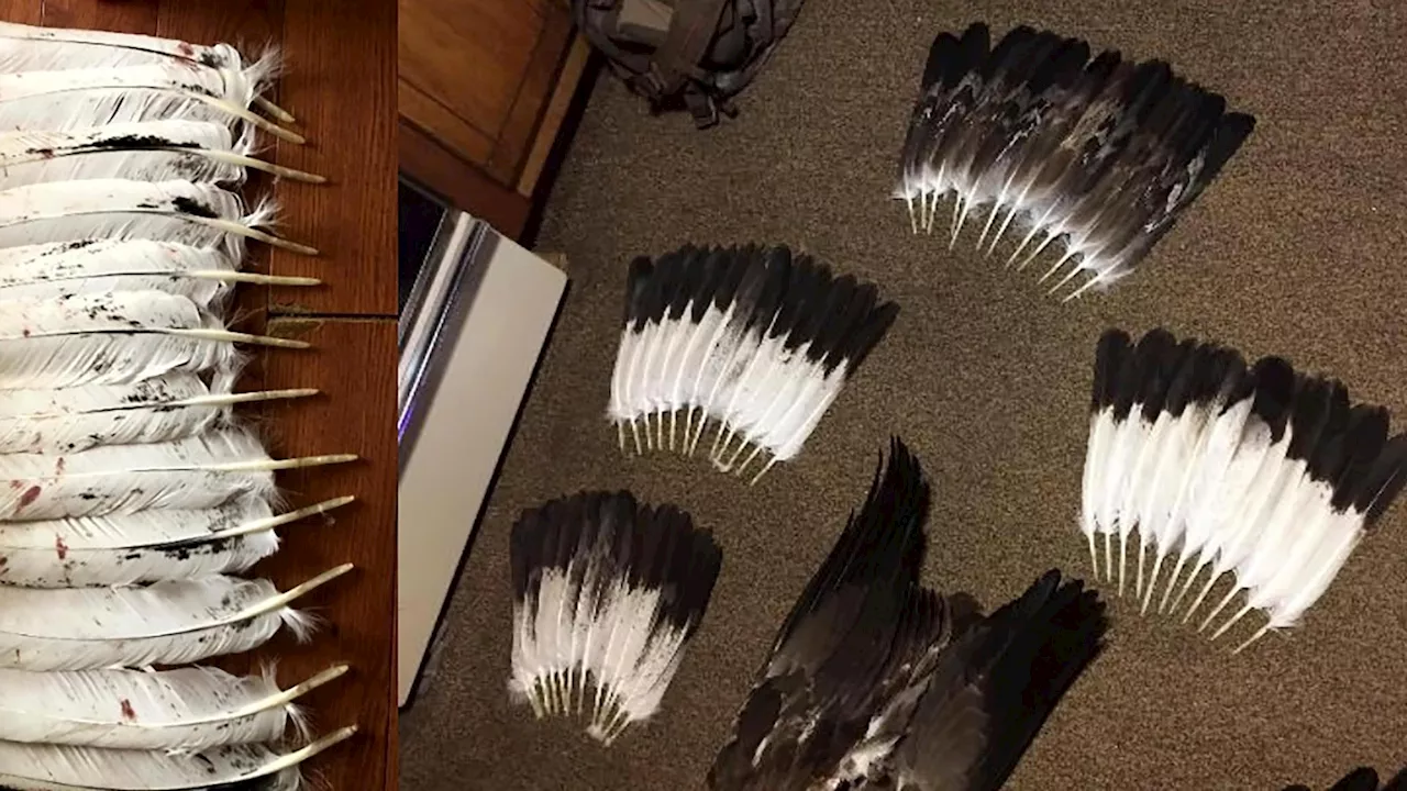 Man to plead guilty in eagle ‘killing spree’ on reservation to sell feathers on black market