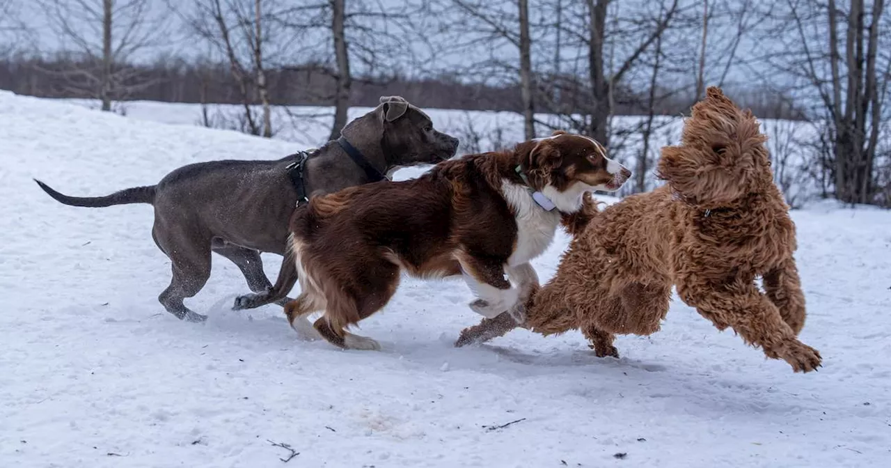 Anchorage Assembly rejects proposed changes to dog leashing laws