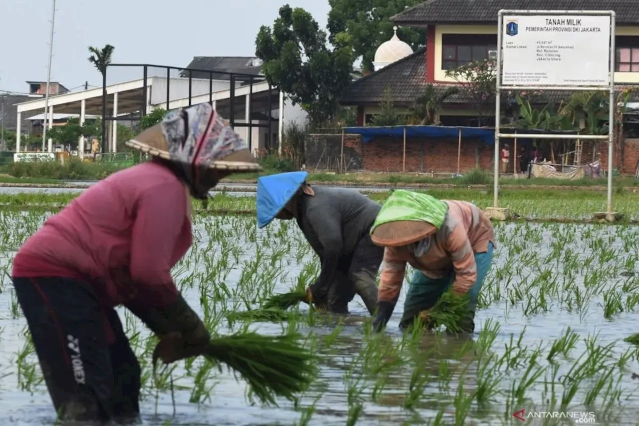 DKI diminta kaji secara matang Pulau Seribu sebagai lumbung pangan