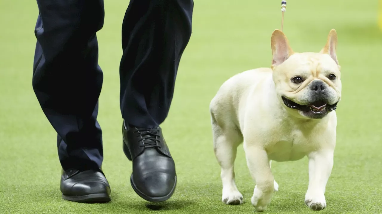 The most popular dog breeds in the US, according to American Kennel Club